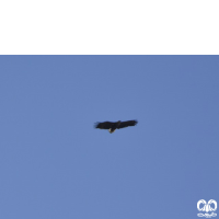 گونه عقاب دریایی دم سفید White tailed Eagle